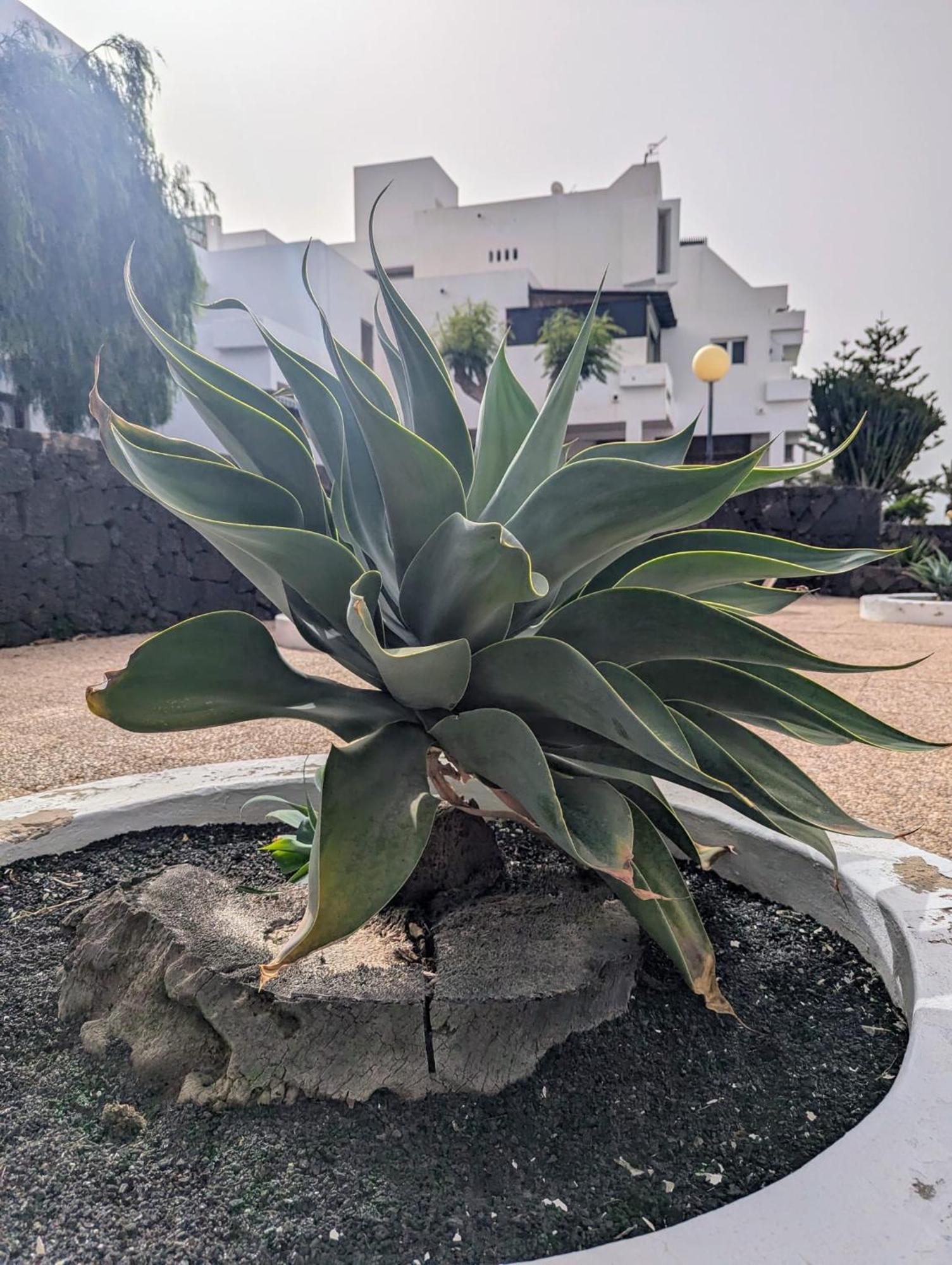Charming Flat In Los Molinos With Terrace & Pools, Near Playa Bastian Costa Teguise Ngoại thất bức ảnh
